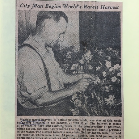 An Edmonton Journal article with the headline "City Man Begins World's Rarest Harvest"