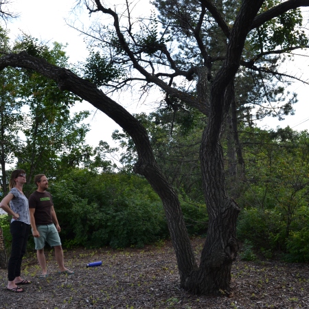 Dustin and Brooklin look over at Tree 3