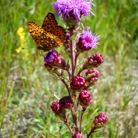 A Northern blazing star in bloom in the Bruderheim area, with a butterfly alighted on one bloom